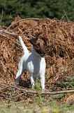 FOX TERRIER POIL LISSE 043